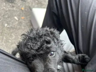 Mixed Breed dogs for sale: Hungarian Mudi puppies - Advert 1