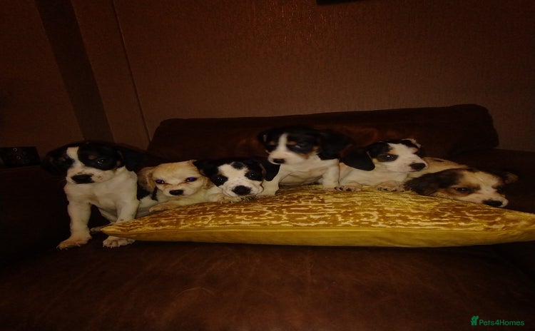 Mixed Breed dogs - Advert 1