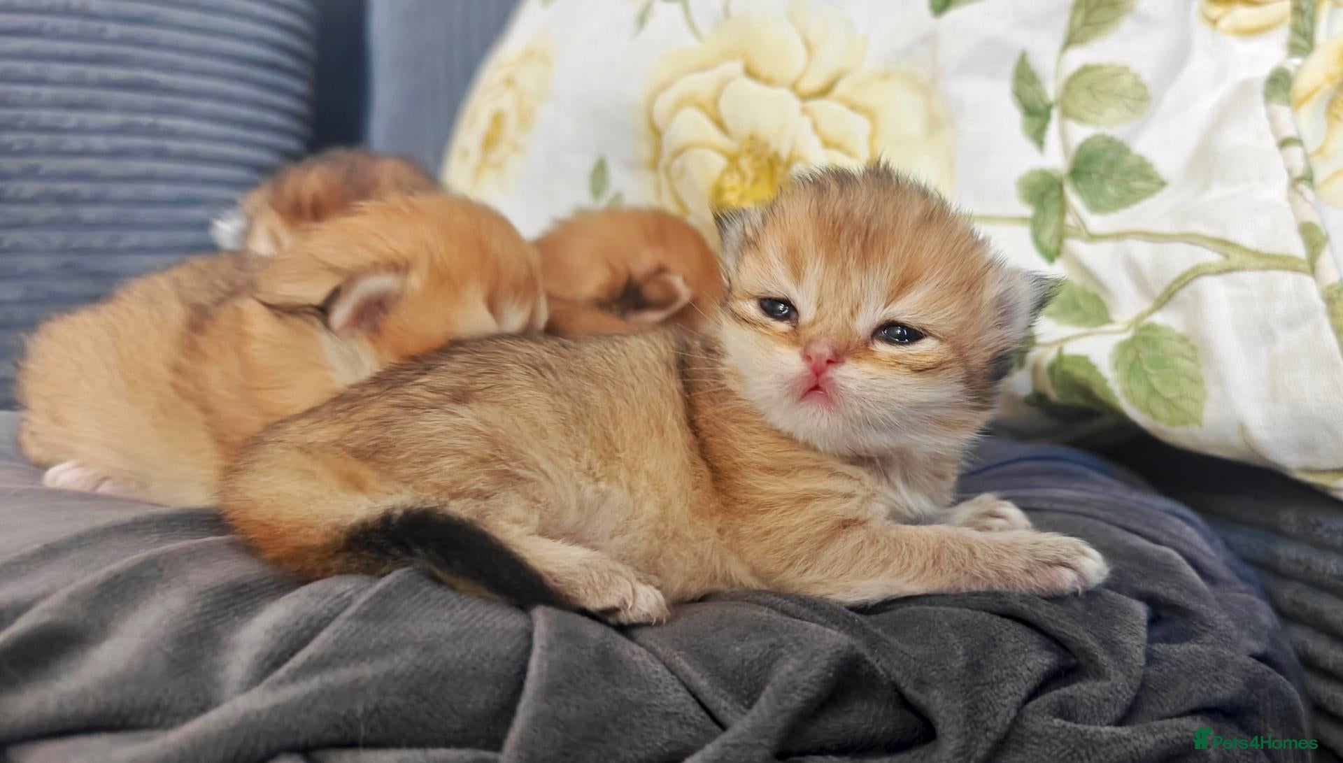 British Longhair cats British angels 😇🐾 - Advert 17