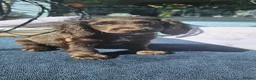Cockapoo dogs for sale: Last 1 Stunning merle/choc cockapoos ready now - Advert 7