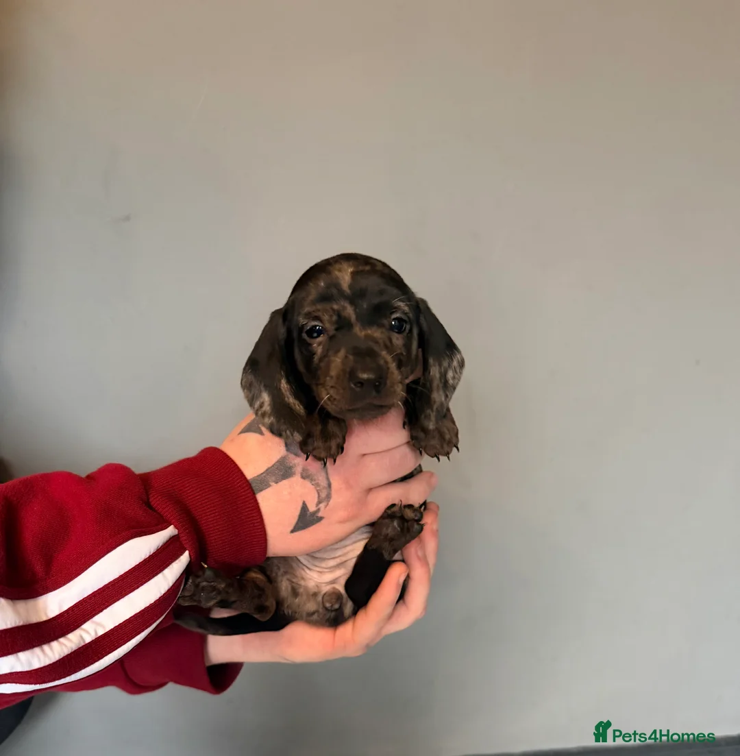 Miniature Dachshund dogs for sale: READY TO GO! dapple/merle daschund puppies - Advert 4