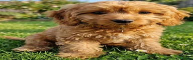 Cavapoo 3