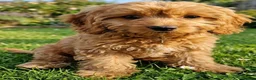Cavapoo dogs for sale: Cavapoo Puppies looking for their forever homes - Advert 9