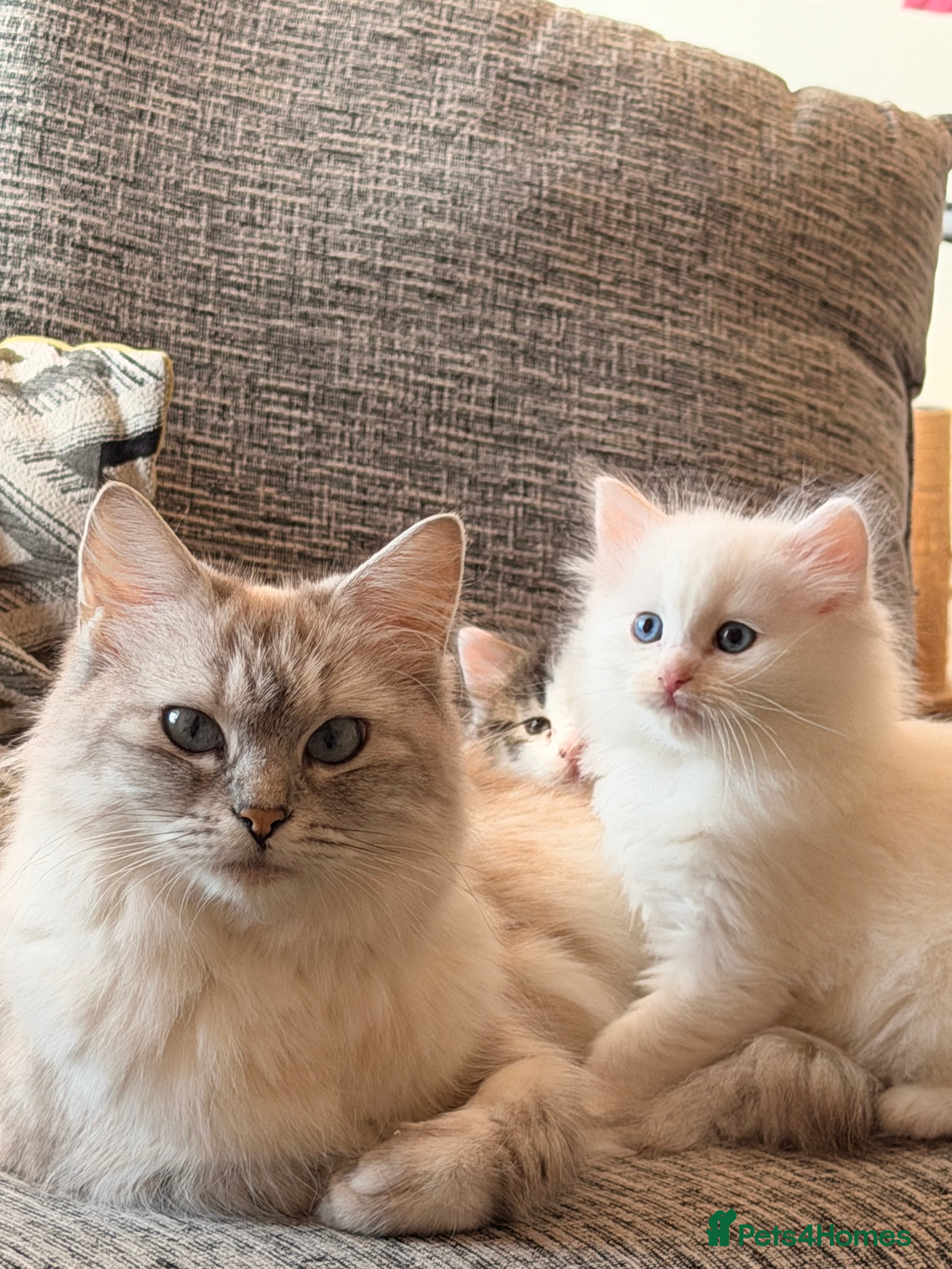 Mixed Breed cats Ragdoll x Turkish Angora last Three kittens Left - Advert 11