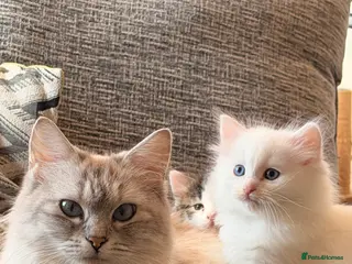 Mixed Breed cats Ragdoll x Turkish Angora last Three kittens Left - Advert 1