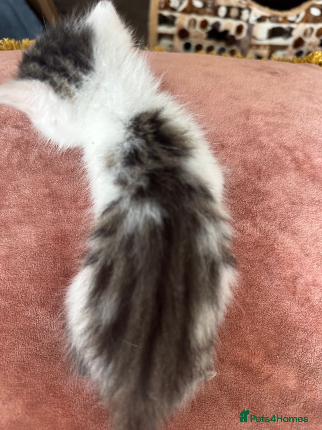 Bengal cats for sale: 4 pure bangal and 5 bengal x kittens - Image 16
