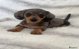 Miniature Dachshund dogs for sale: Miniature Dachshund puppies - Image 5