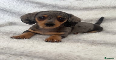 Miniature Dachshund dogs - Advert 16
