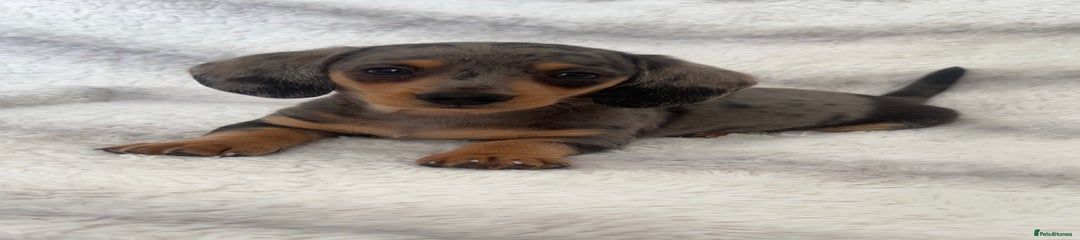 Miniature Dachshund Puppy 2