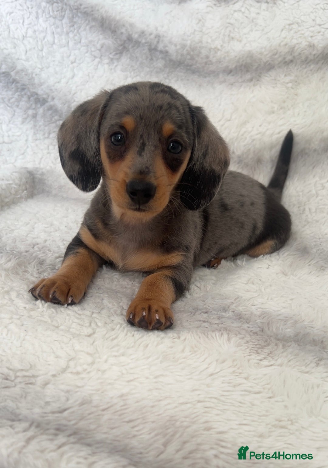 Miniature Dachshund dogs for sale: Miniature Dachshund puppies - Image 5