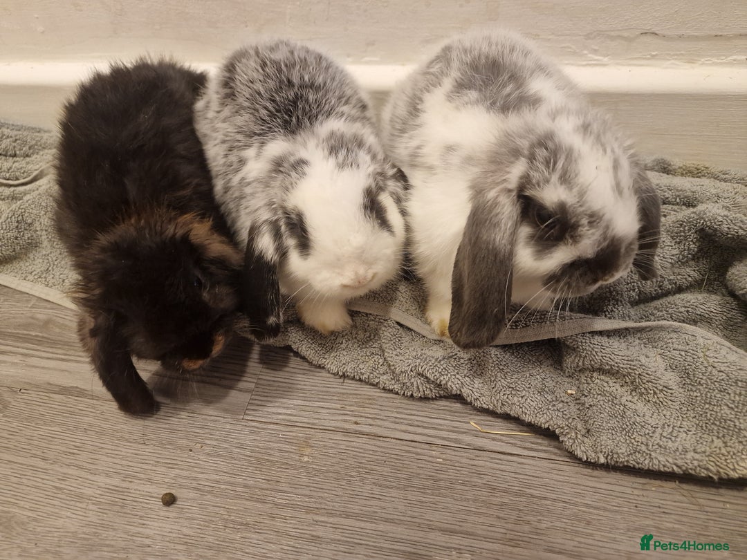 Mini Lop rabbits for sale: 3 Beautiful purebred minilops 2 girls 1 boy - Image 1