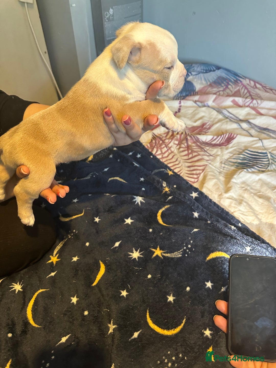 American Bully dogs for sale: ABKC REGISTERED Pocket Exotic/Extreme Bully PUPS! - Image 11