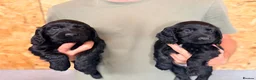 Cocker Spaniel dogs for sale: KC registered working cocker spaniel puppies  - Advert 3