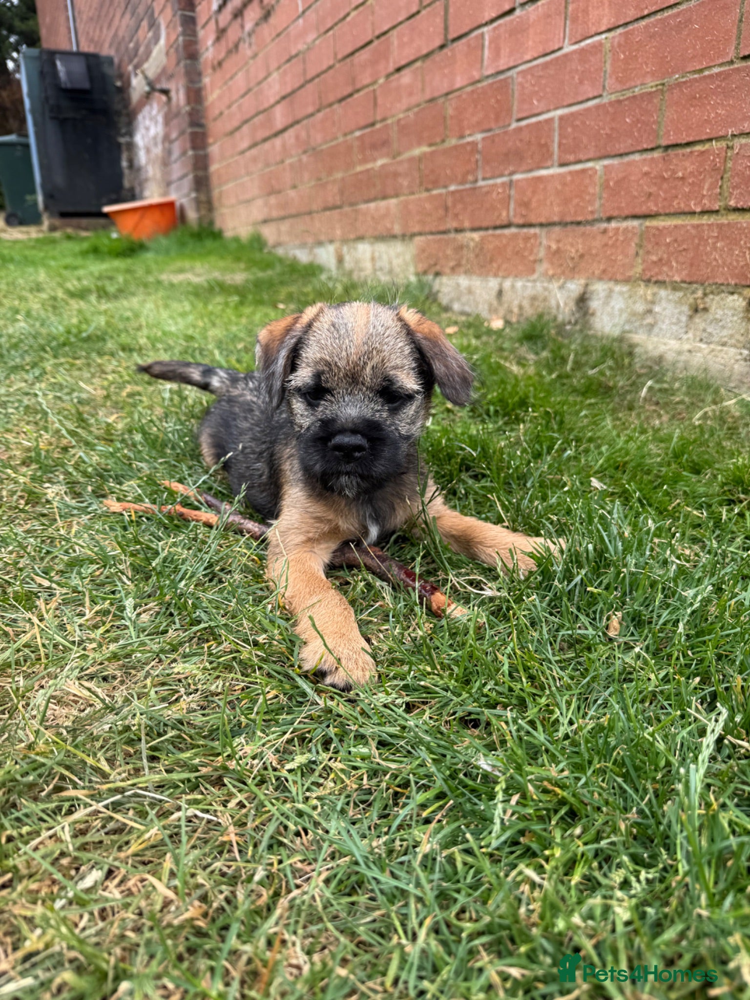 Border Terrier dogs KC Border Terriers  - Advert 1