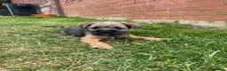 Border Terrier dogs for sale: KC Border Terriers  in Doncaster - Advert 13