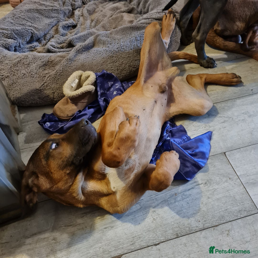 Mixed Breed dogs for sale: 2 dog bordeaux mixed - Image 11