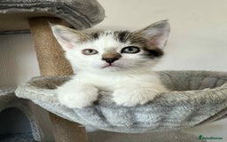 Mixed Breed cats for sale: TWO LEFT! Beautiful kittens ready for 5/10/25 - Image 30