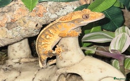 Gecko reptiles for sale: Full pin tri colour female crested gecko - Image 1