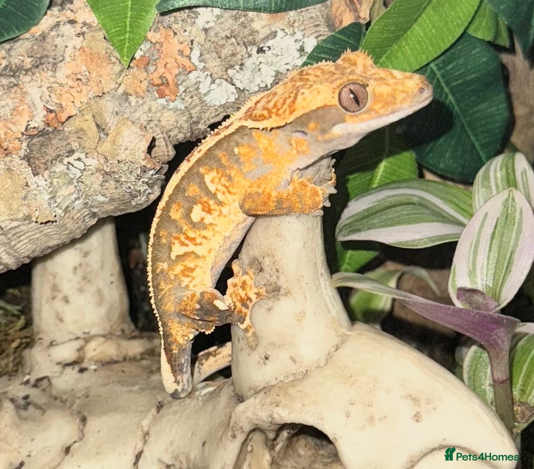 Gecko reptiles for sale: Full pin tri colour female crested gecko - Image 1