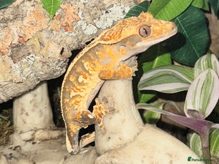 Gecko reptiles - Advert 2