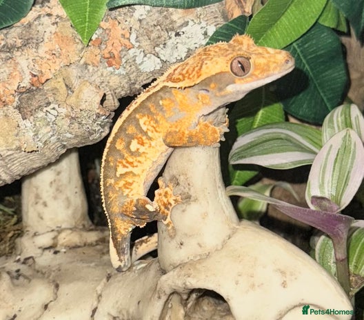 Gecko reptiles - Advert 1