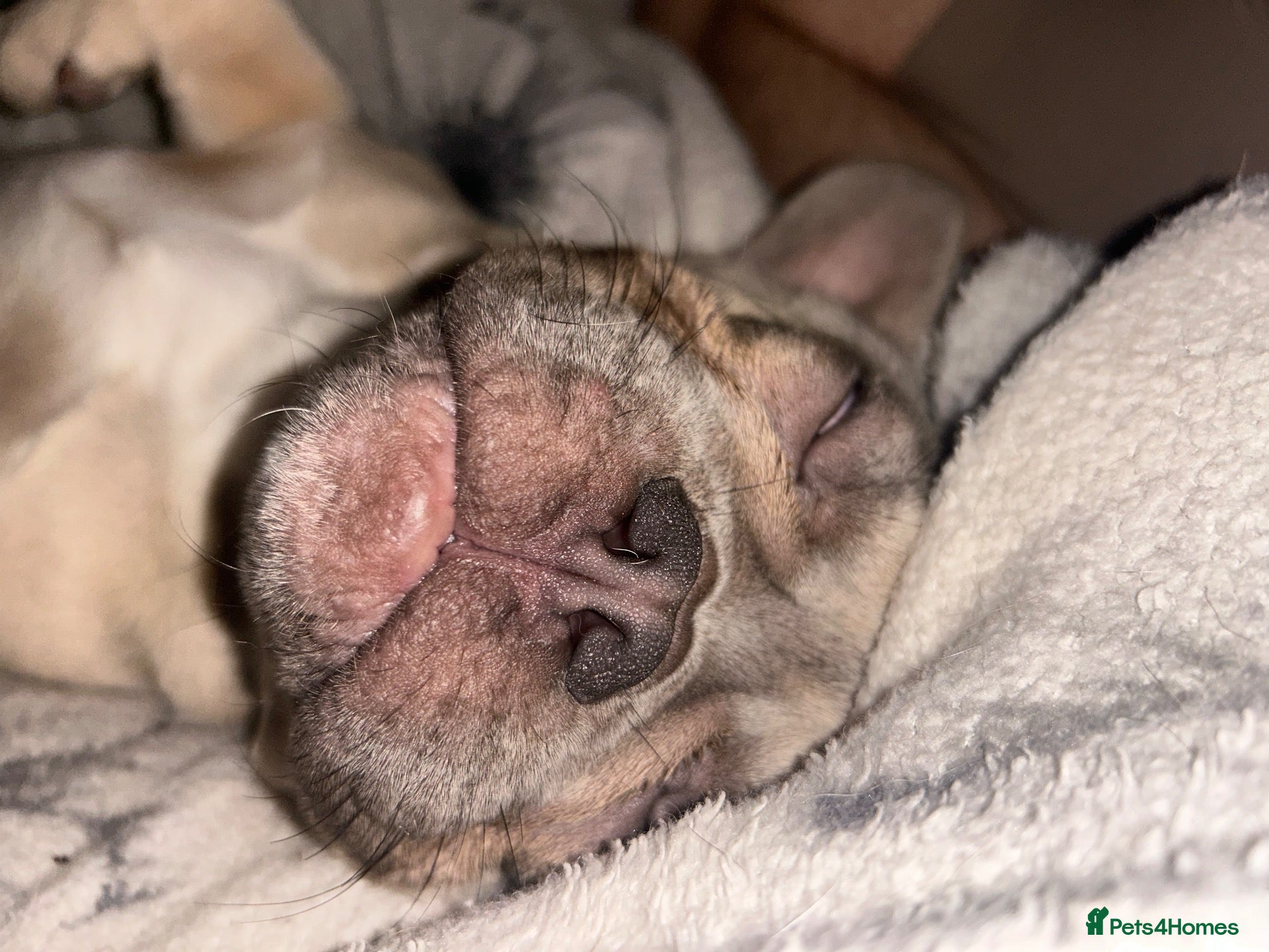 French Bulldog dogs Needing a home asap - Advert 3