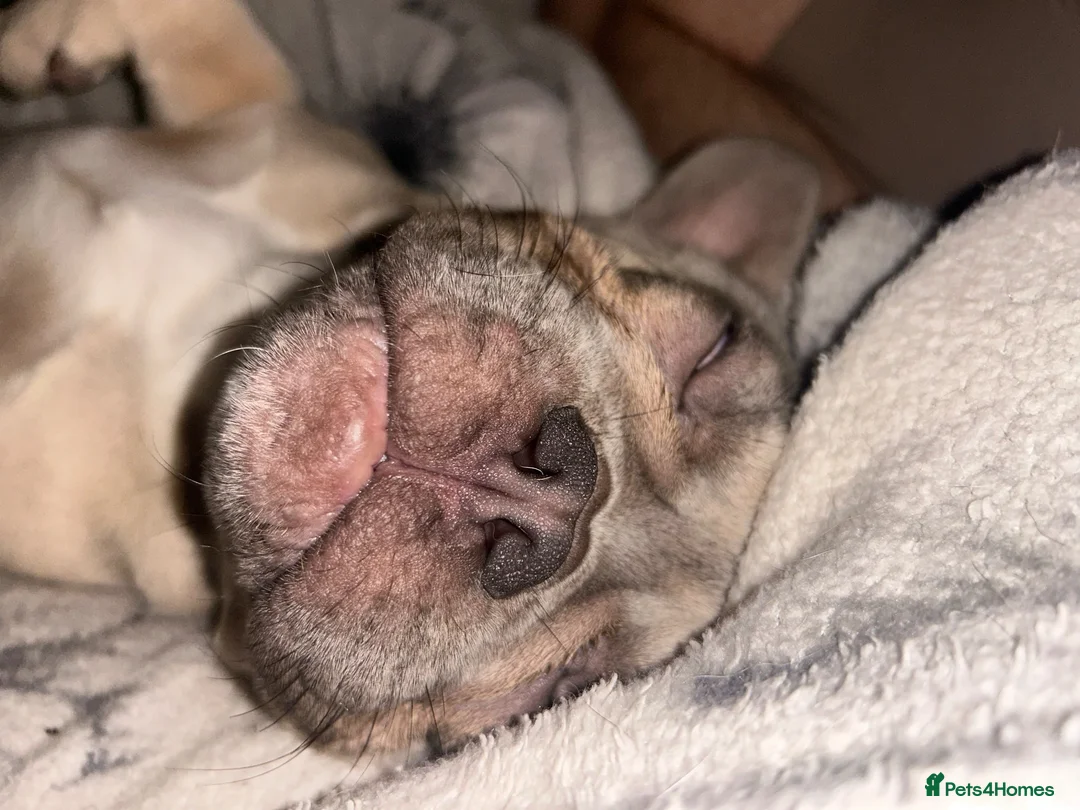 French Bulldog dogs for sale: Needing a home asap in Norwich - Advert 1