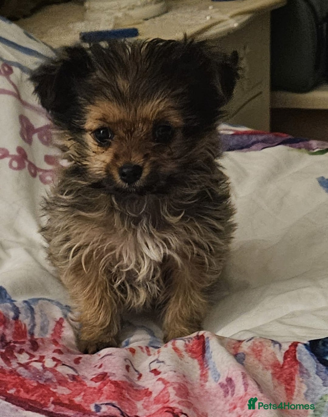 Chorkie Puppies Yorkie Chi Yorkie Chihuahua Mix Chorkie Black And