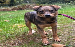 Mixed Breed dogs for adoption: Justice - Norwich Norfolk  in Norwich - Image 3