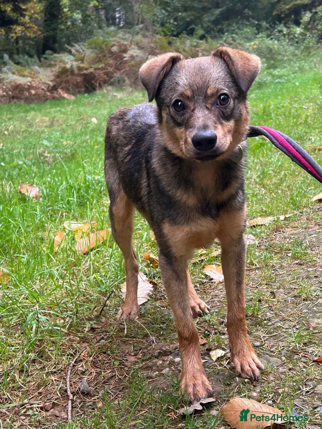 Mixed Breed dogs for adoption: Justice - Norwich Norfolk  in Norwich - Advert 3