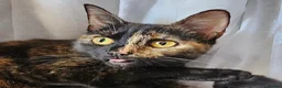 Mixed Breed cats for sale: Kittens for sale  in Sheffield - Advert 2