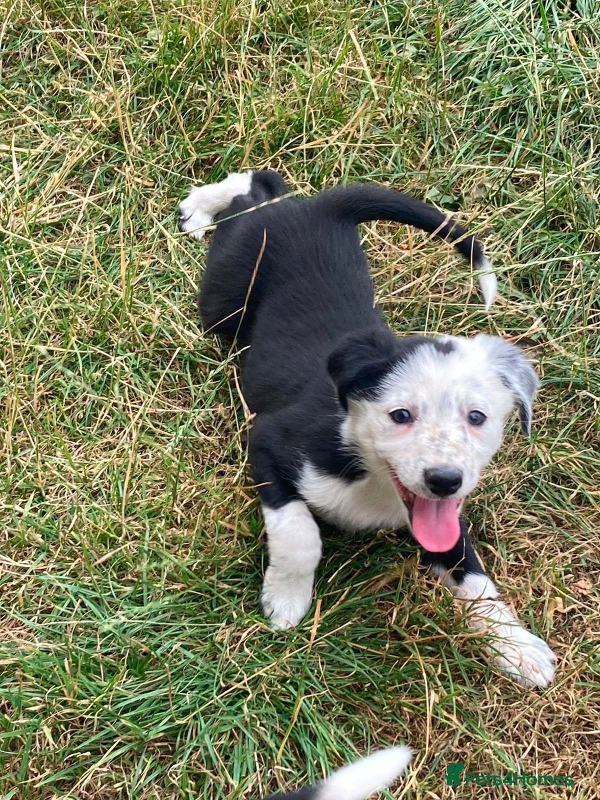 Border Collie dogs 7 well socialised puppies - Advert 4