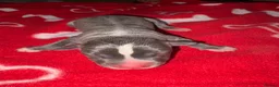 American Bull Staffy dogs for sale: American Staffy puppies  - Advert 7