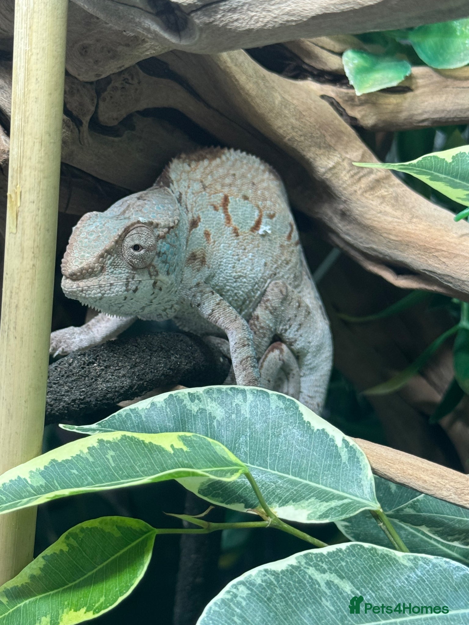 Chameleon reptiles Female panther chameleon around 7months old  - Advert 7