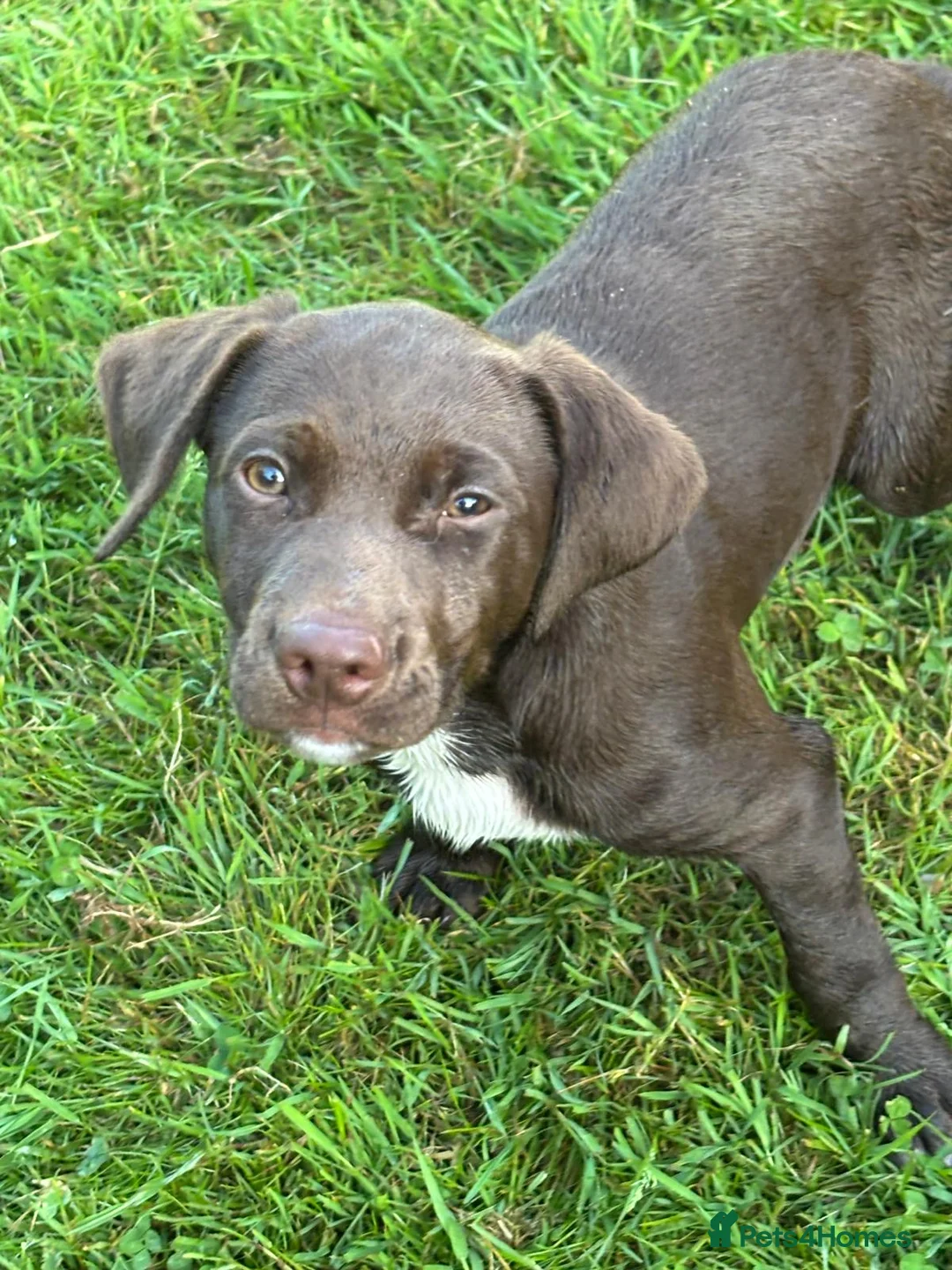 Mixed Breed dogs for sale: Gorgeous Springerdale  in Marlborough - Advert 6