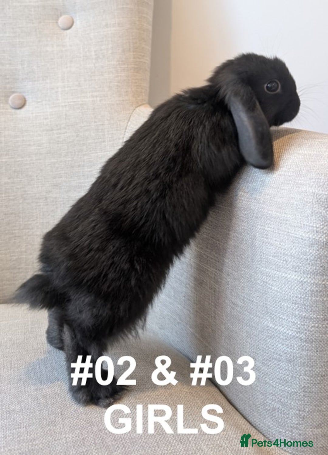 Mini Lop rabbits for sale: Exceptional Mini-Lops. Collect from: 13th October - Image 9