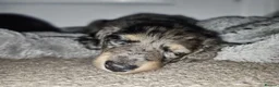 Miniature Dachshund dogs for sale: Beautiful Miniatures  in Edinburgh - Advert 12