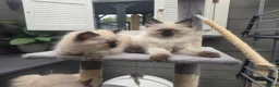 Ragdoll cats for sale: Rag Doll Kittens ready for homing in Coventry - Advert 6