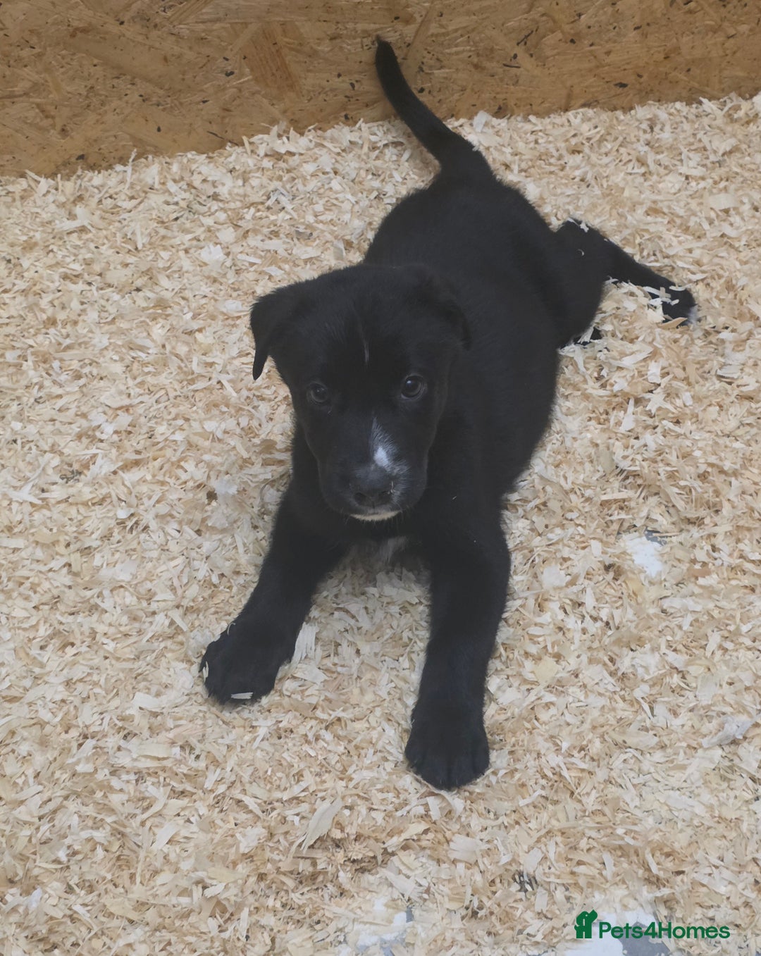 Mixed Breed dogs for sale: STUNNING RED FOX LABRADOR X SPECIAL SIBERIAN HUSKY - Advert 38