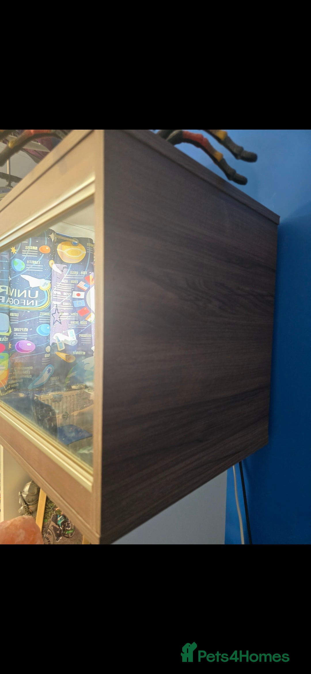 Leopard Gecko reptiles for sale: 7 months old Female leopard gecko  - Advert 8