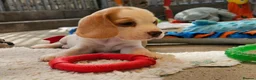Beagle dogs for sale: Stunning KC Registered Beagle Pups- Ready 24.08.26 in Thirsk - Advert 31