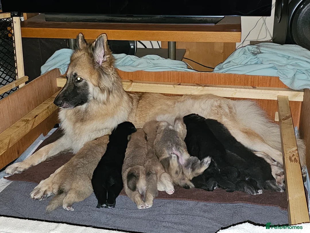 German Shepherd dogs for sale: 9 beautiful pure bred German Shepherd puppies - Advert 1
