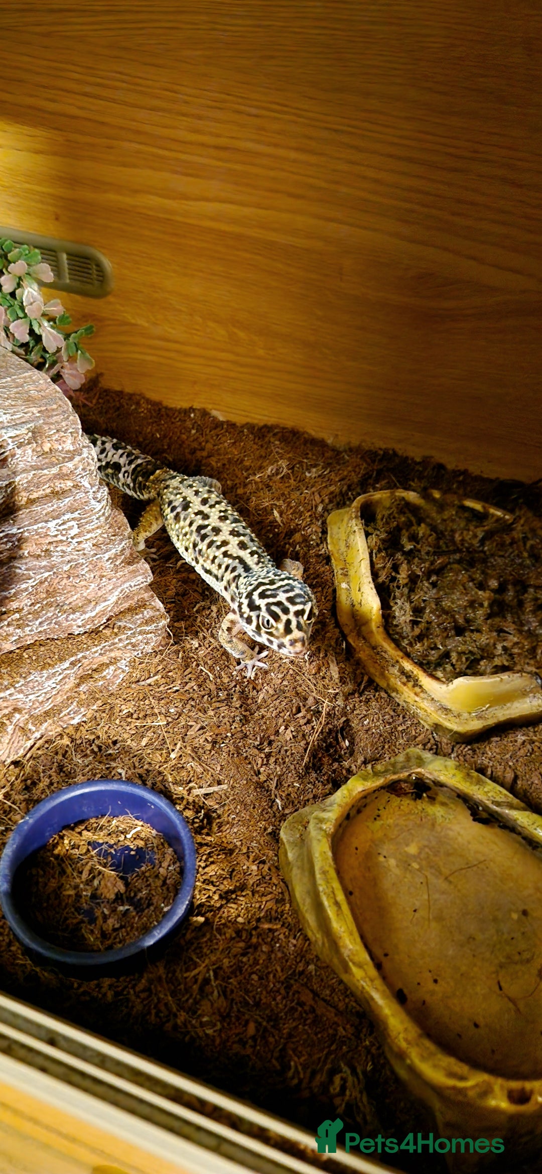 Gecko reptiles for sale: Female leopard gecko - Advert 2