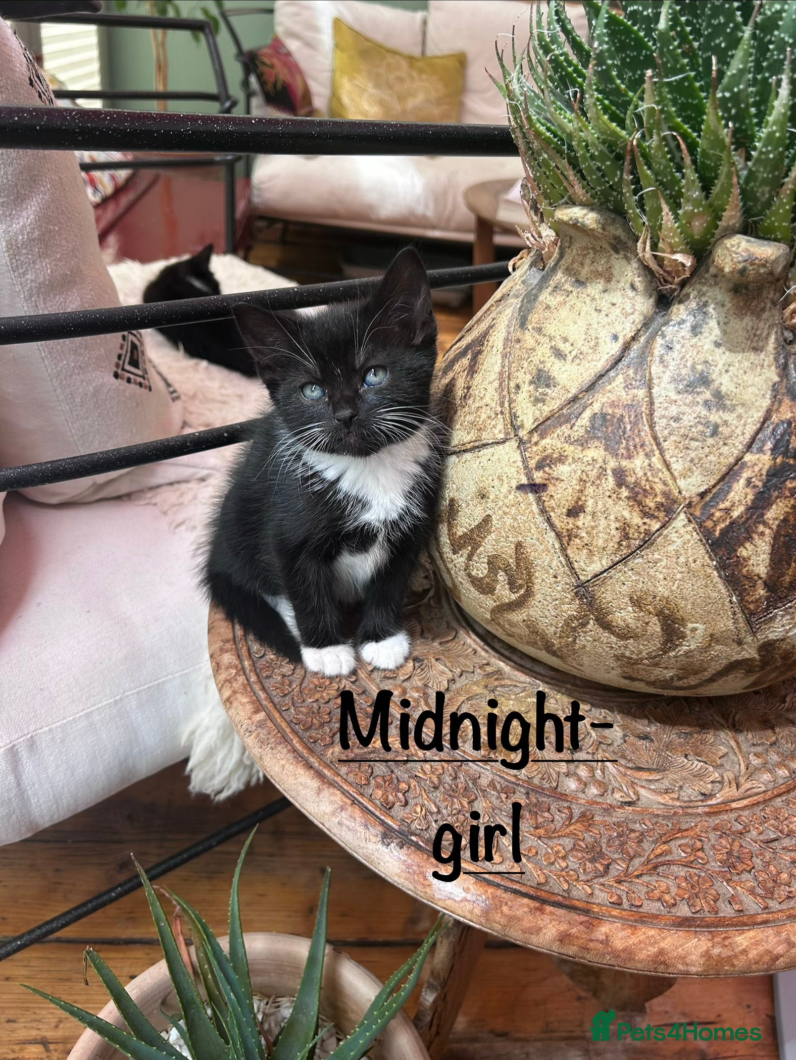 Mixed Breed cats Mixed Breed Tuxedo kittens  - Advert 2