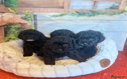 Cavapoo dogs for sale: Cavapoo  - Image 11