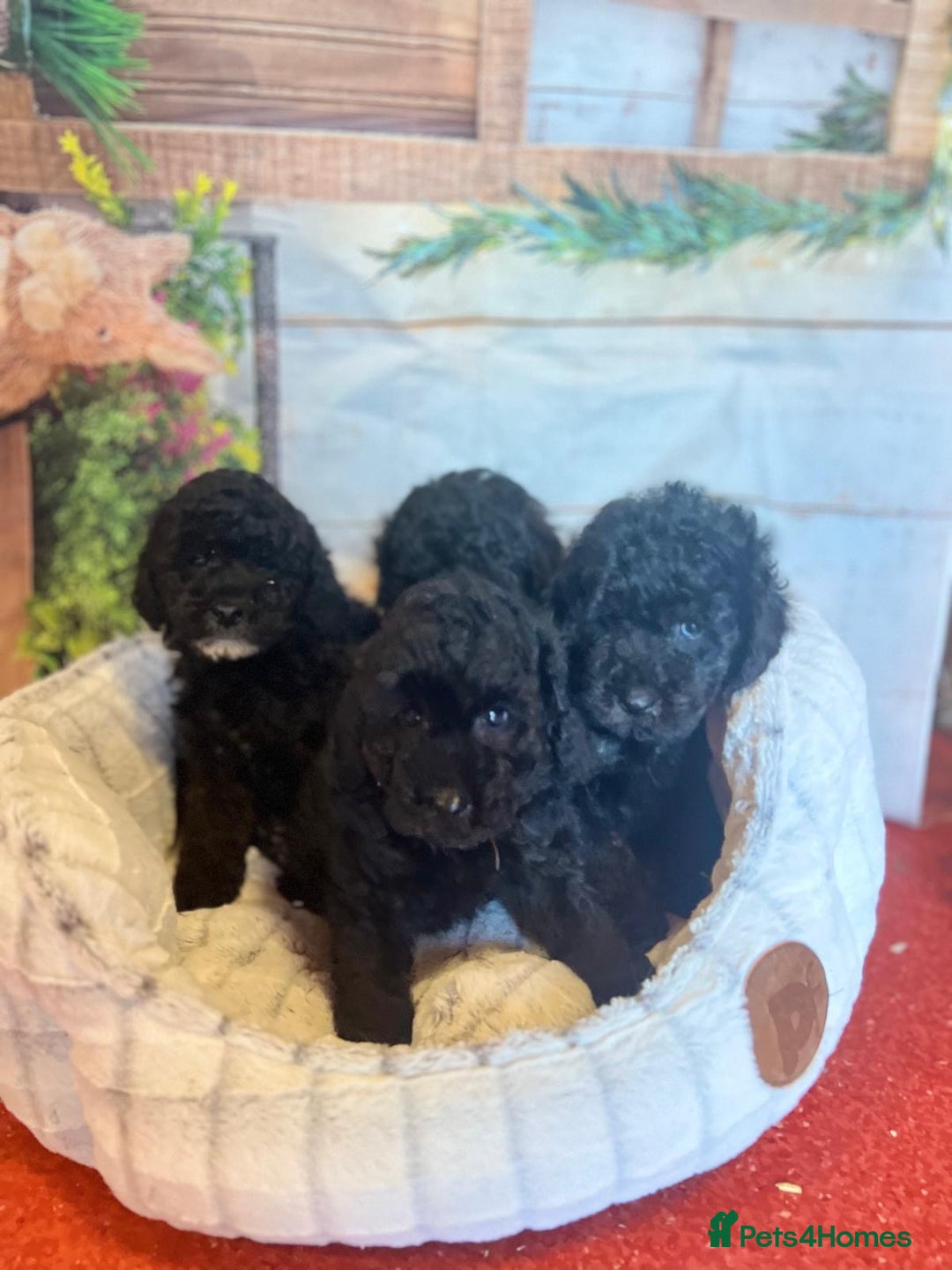 Cavapoo dogs for sale: Cavapoo  - Image 11