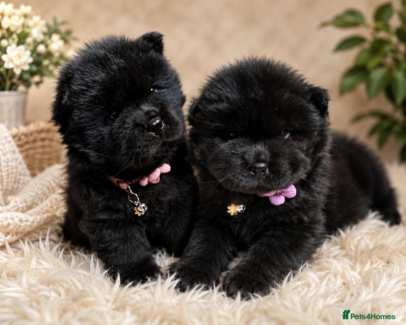 Chow Chow dogs 🧬LAST GIRL! KC reg Chow ready 24th! 🐻  - Advert 2