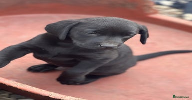 Labrador Retriever dogs - Advert 4