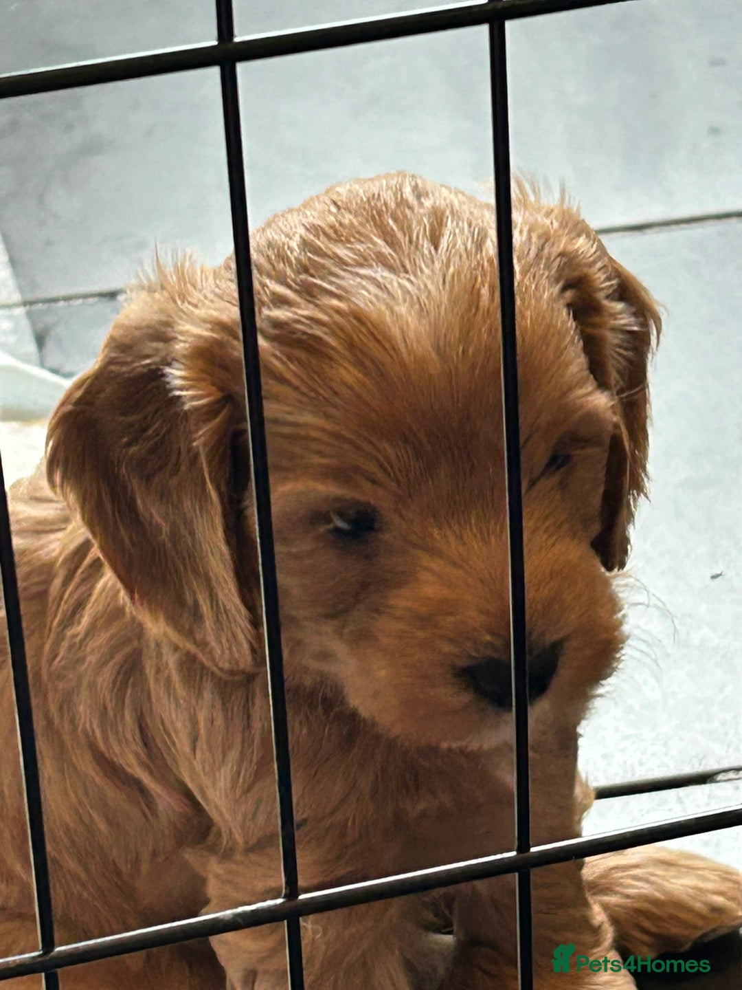 Cockapoo dogs for sale: F2 Cockapoo Puppies - Image 3
