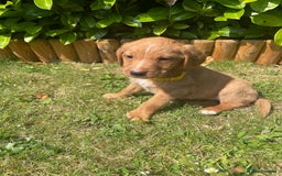 Labrador Retriever dogs for sale: Beautiful fox red lab puppies in Cambridge - Image 4